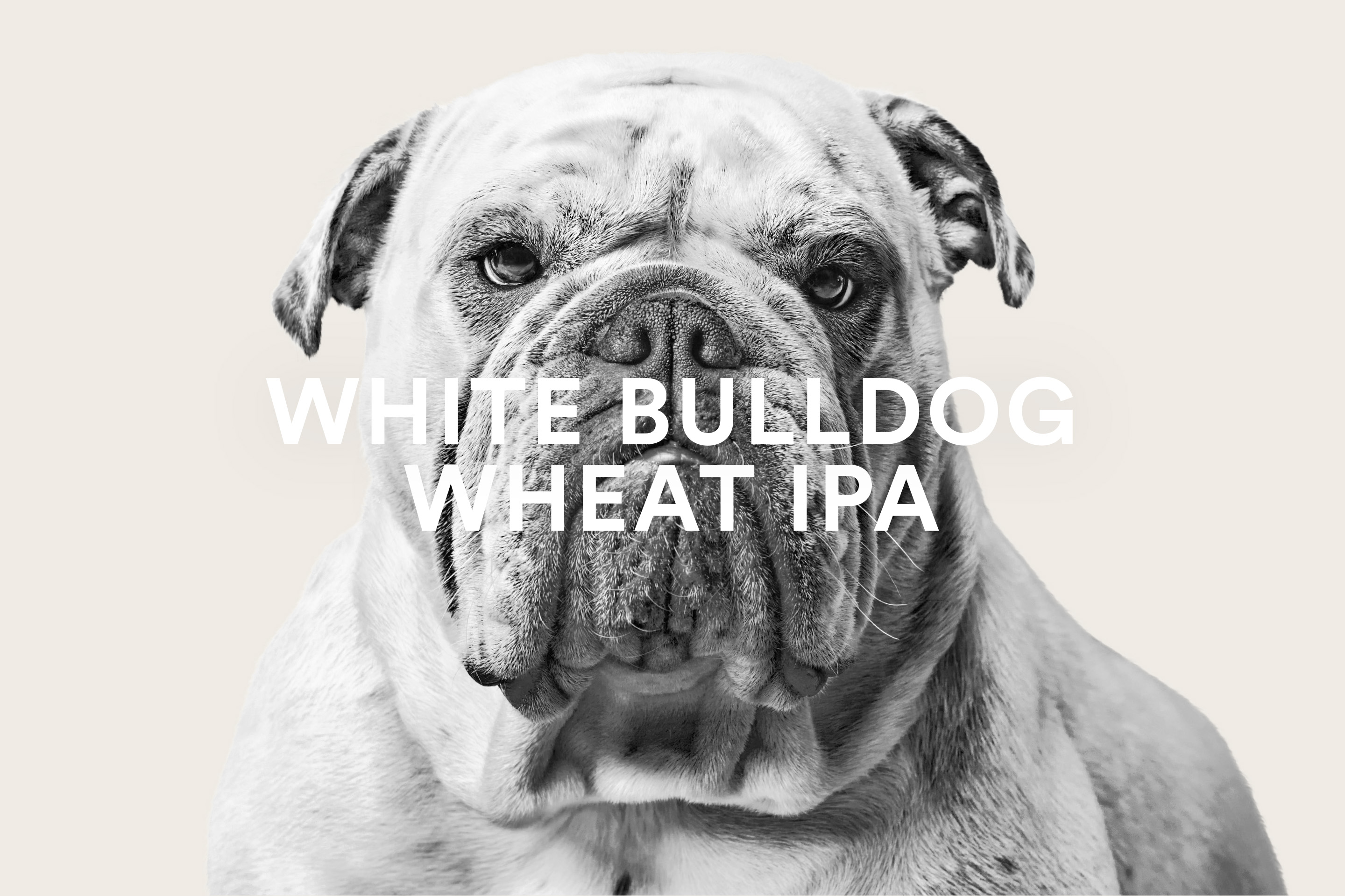 Neumeister Brand identity Gotlands Bryggeri White Bulldog Wheat IPA